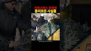 크리스마스 트리의 흥미로운 사실들