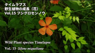 【タイムラプス】植物は動いている！時間を縮めて観察してみよう！（vol.15　フシグロセンノウ）