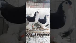 লাহরী কবুতর | #pigeon #kobutor #কবুতর #kabutar #fancypigeon #কবুতর_বিক্রি #pigeonpigeon #pigeonlove