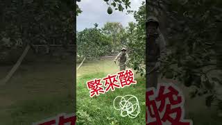 麻豆果然文旦園區｜人工除草