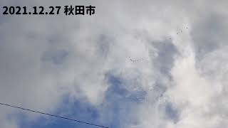 秋田市薬局 2021.12.27 秋田市 渡り鳥 冬の風景