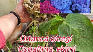 Ortanca ciceginin 🌺kolay bi sekilde cogaltilmasi ve ekimi, butun ayrintilari ile burda anlattim💐🌺🌺