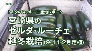 【９・１１・２月定植ズッキーニ暖地の越冬ハウス栽培】ゼルダルーチェ（７１０Z）は低温短日条件でも雄花の開花も良好　年内から5月収穫　営利栽培むけ品種紹介　トキタ種苗