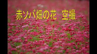 赤ソバの花で丘一帯が淡いルビー色に・・のはずが