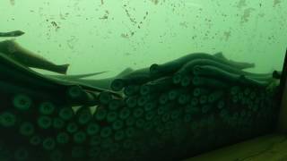 Lampreys at the Bonneville Dam Fish Ladder