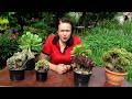 Почему эониумы становятся кристатными why aeoniums turn crested