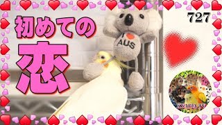 初めての恋❤オカメインコ・エマとコアラちゃん｜おもしろいかわいい動物動画727 Cockatiel fell in love.