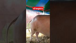 เจ้าหมูขาว:ลูกกล้วยหนองบัว