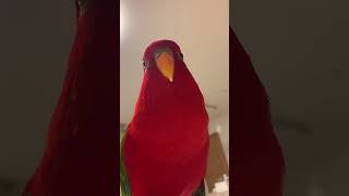 Red birb🚗Engine start