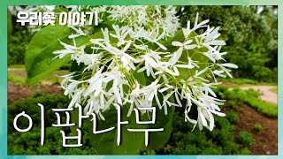 [우리꽃 이야기. 39]  이팝나무