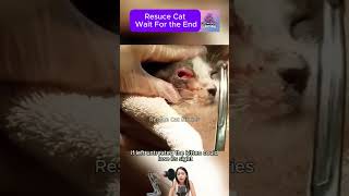 Rescuing a Kitten from a Botfly in Its Eye #CatRescue #RescueCat #kittenrescue #animalrescue #kitten