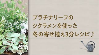 ♪ 冬の寄せ植え3分レシピ ♪プラチナリーフのシクラメンを使った寄せ植え