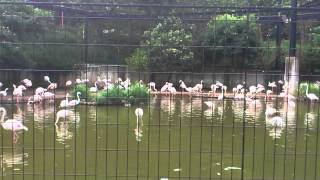 多摩動物公園　フラミンゴ