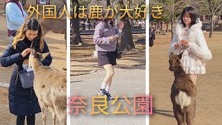 奈良公園に外国人観光客が来て面白い動画観光客が鹿を食べながら遊んで面白い NARA Deer Park 🦌 Japan 🇯🇵