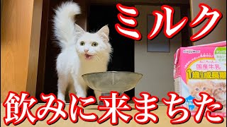 猫用ミルクの飲みっぷりが最高にいい野良の母猫