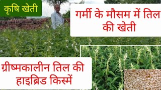 ग्रीष्मकालीन तिल की खेती#sesame farming in sumer , ग्रीष्मकालीन तिल हाइब्रिड किस्में, till seed,