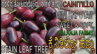 CAINITILLO | ಕೈನಿತಿಲ್ಲೋ ಹಣ್ಣು| SAPOTACEAE| SWEET FRUIT| MINI MILFRUIT| STAINLEAF TREE| +919448067466