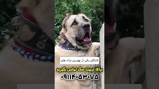 سگی که گرگ ازش میترسه 😮