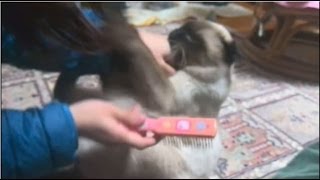 ブチ切れるシャム猫。My siamese cat is angry.