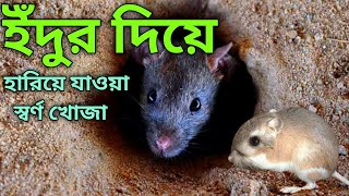 ইঁদুরের কেরামতি||ইঁদুর দিয়ে হারিয়ে যাওয়া স্বর্ণ খোজা!!! The magic of the mouse.