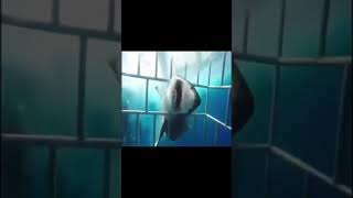 Shark attacks diver and enters cage