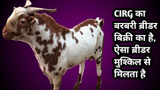 CIRG का बरबरी ब्रीडर बिक्री का है, ऐसा ब्रीडर मुश्किल से मिलता है //CIRG Barbari breeder is for sale