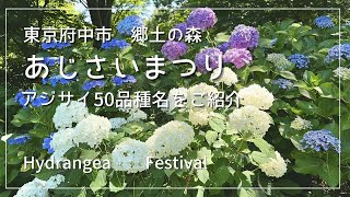 The wide hill was filled with Annabelle hydrangeas ☘️ Hydrangea Festival Fuchu City, Tokyo