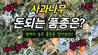 사과신품종 뭐가 좋을까? 후지, 홍로 아조변이 중 인기 품종은? K-1, 후지로얄킹, 하나후지, 초홍, 홍드림, 다홍, 엔부 경매가격 비교