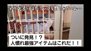 人慣れ最強アイテム登場！！飼い主急逝 残された6頭の猫その後～ケンタ編