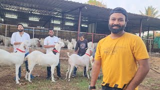 2023 Ka Best Aur Heavy Khassi Collection At Arabian Goat Farm | Sameer Bhai.