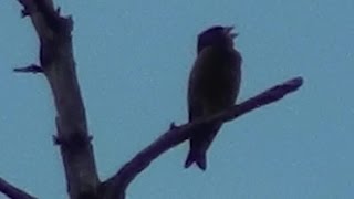 カワラヒワの鳴き声(2)Oriental Greenfinch