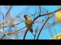 meet the smallest bird in the world cuba s bee hummingbird