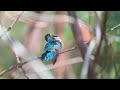 meet the smallest bird in the world cuba s bee hummingbird