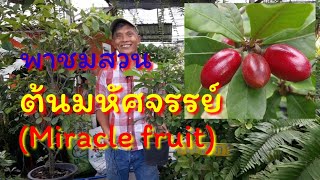 ต้นไม้พลิกชีวิต 1 :ต้นมหัศจรรย์,Miracle fruit สร้างแรงบันดาลใจกำลังใจให้กับนักสู้กู้ชีวิตกับเศรษฐกิจ