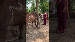 Big Size Gir Bull | Gir cow farm in Jharkhand #cow