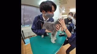 動物飼育実習　ペットケア・ビジネス学科１年生⑤  動物専門学校 トリマー 動物看護師 アクアリウム 動物のお仕事