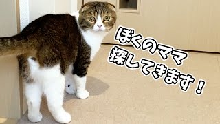 【ママが家を出て3日目】猫が飼い主を探し続けるようになりました…泣