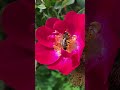 Best roses for bees 🐝🌹