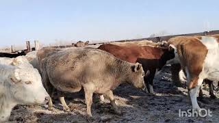 Лошади вернулись с степи