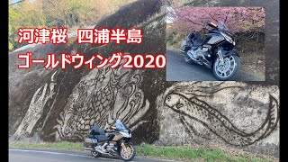 【ゴールドウィング2020】大分県四浦半島河津桜ツーリング