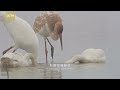 jiangxi poyang lake series episode 1 white feathered crane