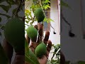 mango kalapadi