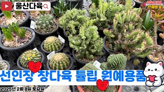 울산다육 2월8일 토요일 판매방송 진행합니다❣️ #울산다육 #다육이 #succulent #국민다육 #창다육 #튤립 #선인장 #원예용품 #식물 #유튜브 #라이브