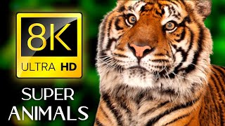 Amazing Scene Of Wild Animals In 8K- Wild Animals 8k ULTRA HD l ULTRA SCENIC CHANNEL