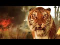 Greedy Humans Train Tiger Twins As Enemies, Unaware Of Jungle Revenge
