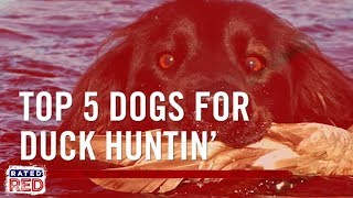 Top 5 Dogs for Duck Huntin’