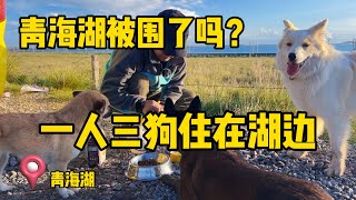 鐵牛旅行記186集/青海湖真的被圍起來了，真的是不買票就不可以進去嗎？一人三狗在青海湖看到真實的一幕。【鐵牛旅行記】#環遊中國 #艾倫 #狗是人類最忠誠的朋友