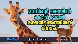 മാനിന്റെ തലയില്‍ കൊമ്പ് കുടുങ്ങി; രക്ഷയ്‌ക്കെത്തിയത് ജിറാഫ്‌ | #giraffe | OneDay1 News