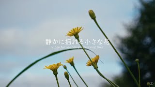 静かに揺れる小さな花 環境音 | 3時間 ambient sound |  ASMR | 睡眠