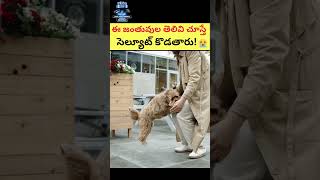 ఈ జంతువుల తెలివికి సెల్యూట్ కొడతారు!😲😲 #shorts #viral